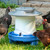 Chickens using Simplay3 American Home Farmstead Homestead Chicken Drinker