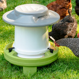 Chicken eating out of Simplay3 American Home Farmstead Feeder