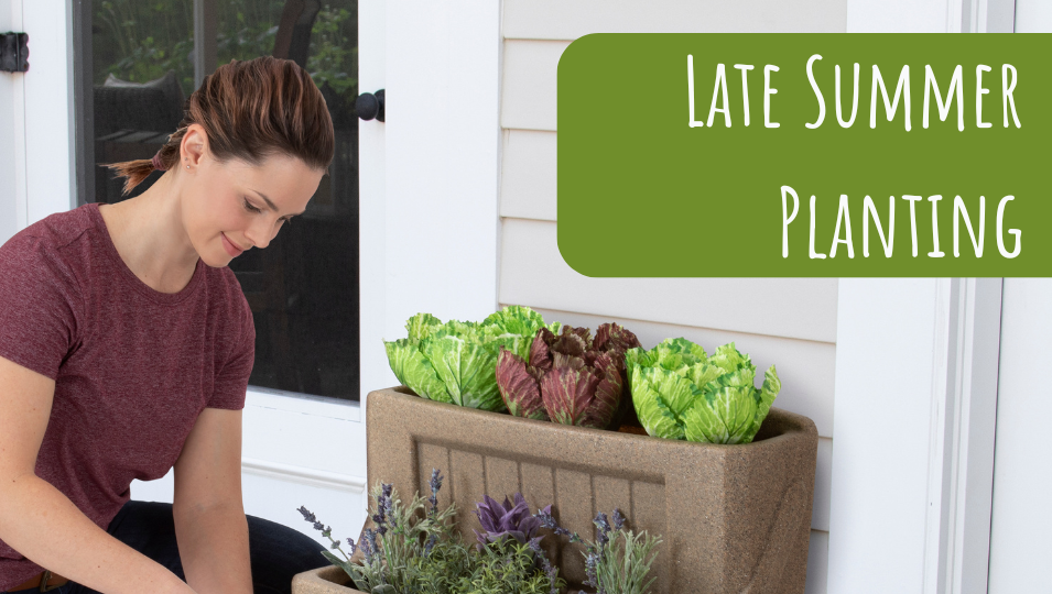 Late Summer Planting Ideas
